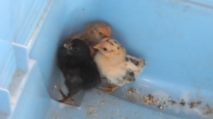 The three chicks I've been able to capture so far.